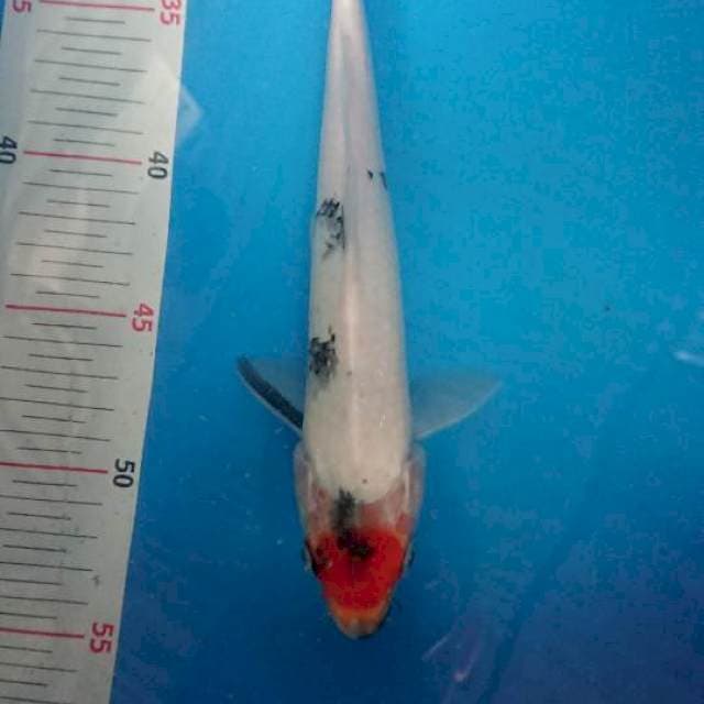 Tancho Sowa 25cm