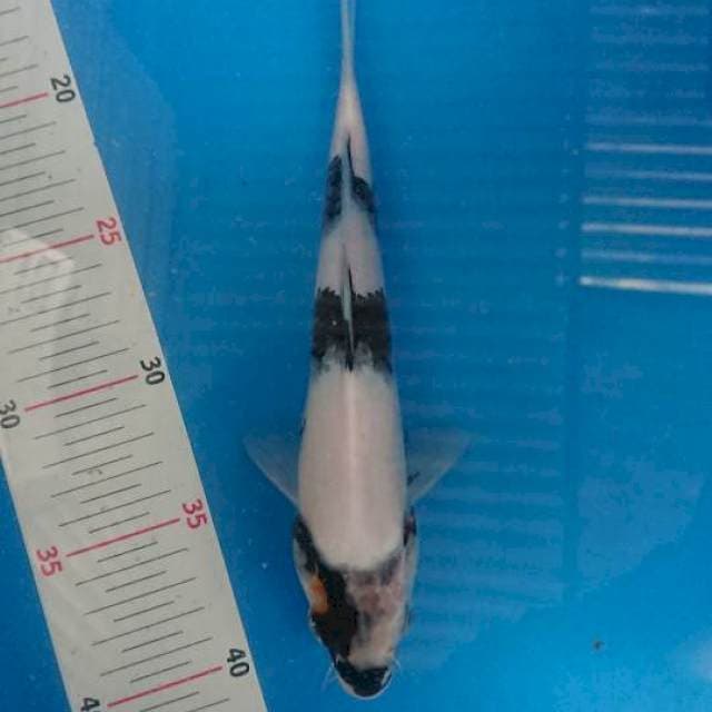 Shiro 25bu
