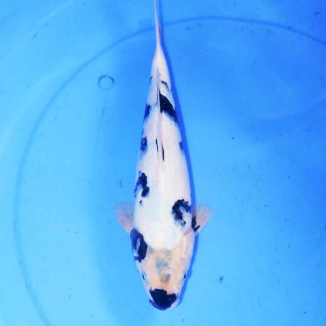 30cm SHIRO