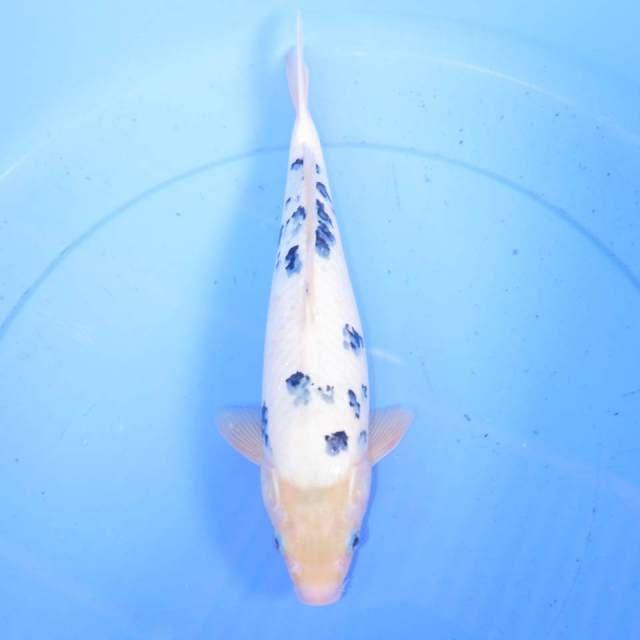 32cm SHIRO