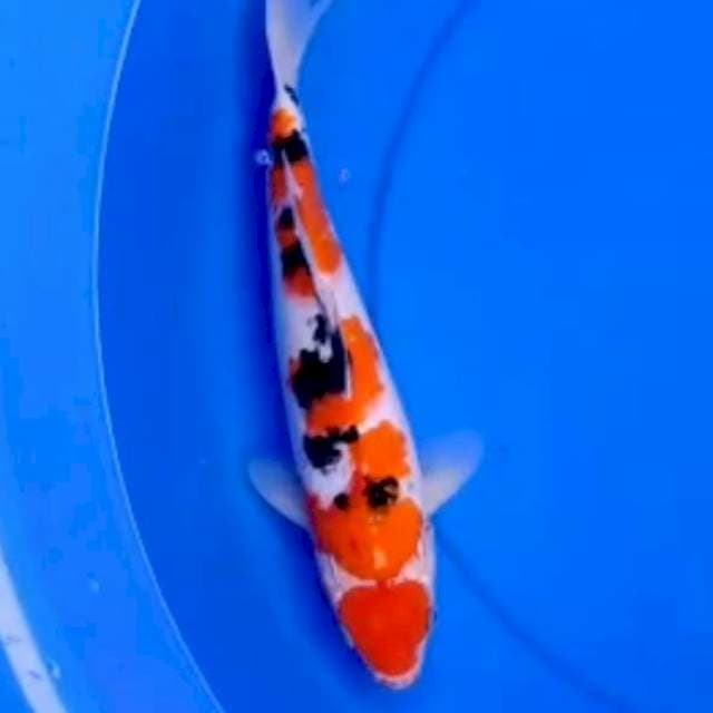 33cm SANKE
