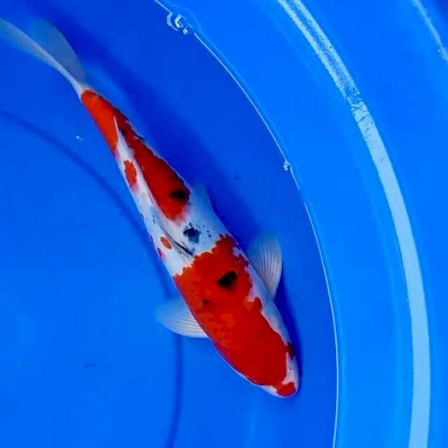 32cm SANKE