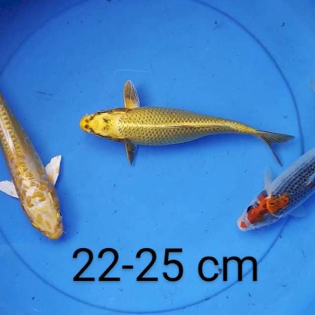 Mix 22-25 cm