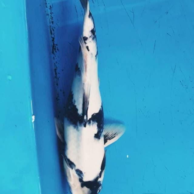 Siro 35cm