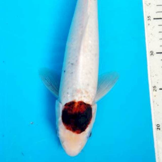 goromo 32 cm