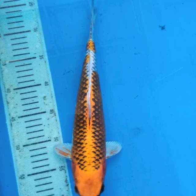 Kujaku 35cm