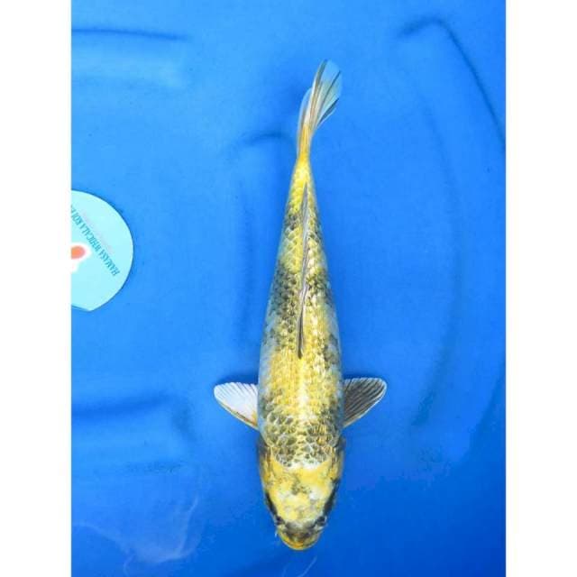 32cm - Kin Utsuri Ginrin