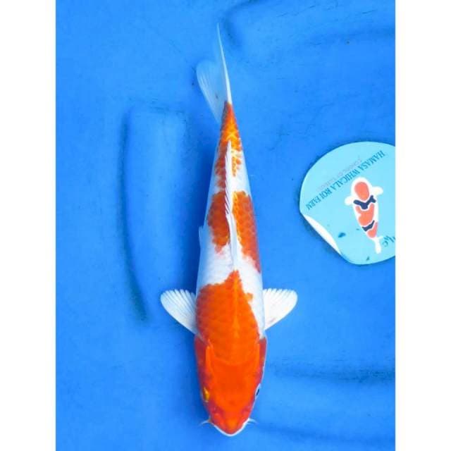26cm - Kinshusui