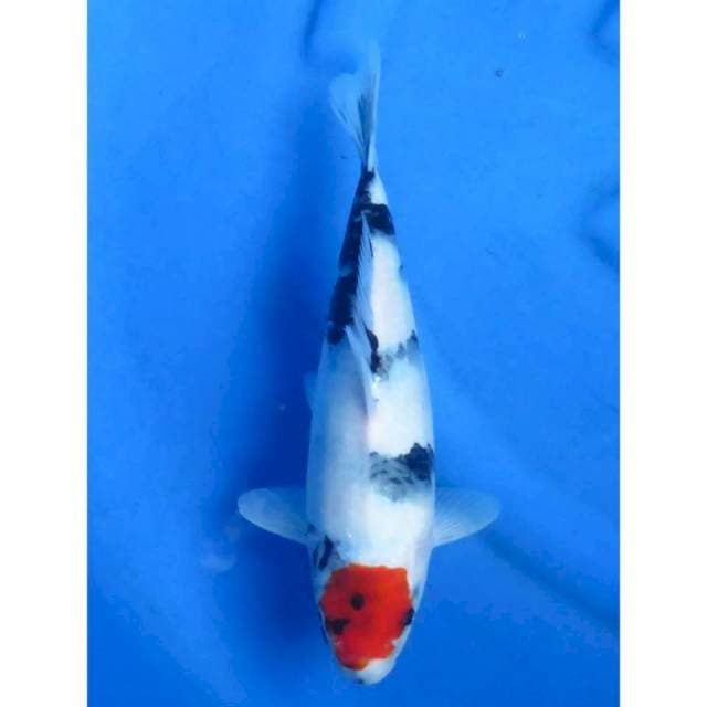 32cm - Tancho Showa