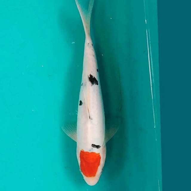 Tancho Sanke 27cm