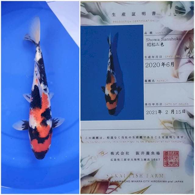 Showa import Sakai 34Cm