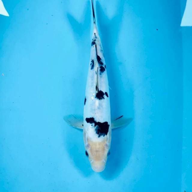 Bekko Doitsu, 28 cm