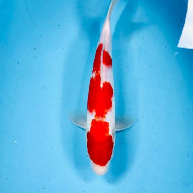 Kohaku, 29 cm
