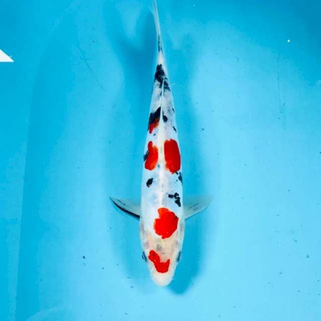 Doitsu, 25 cm