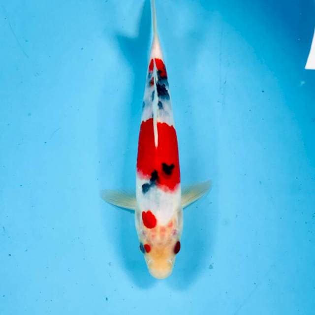 Sanke, 24 cm