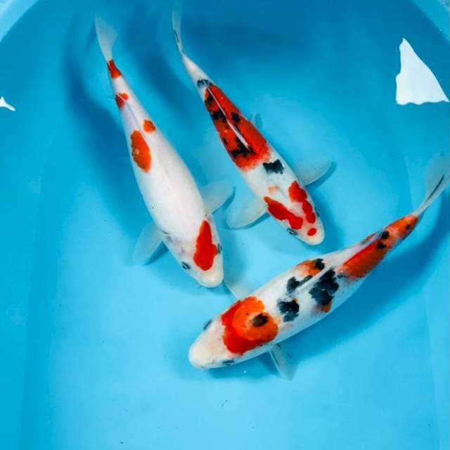 Mix Koi, 25-28 cm