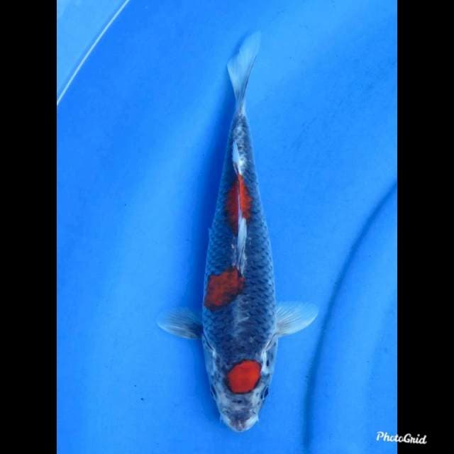 31cm , Original - Kuro Goshiki
