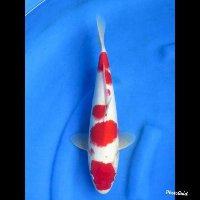 38cm , Male - Red Maruten Kohaku