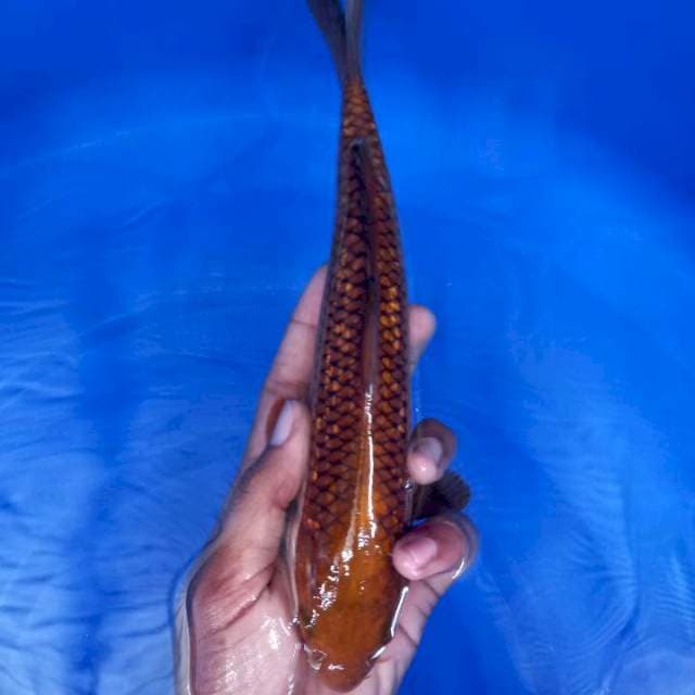 Tembaga 25cm
