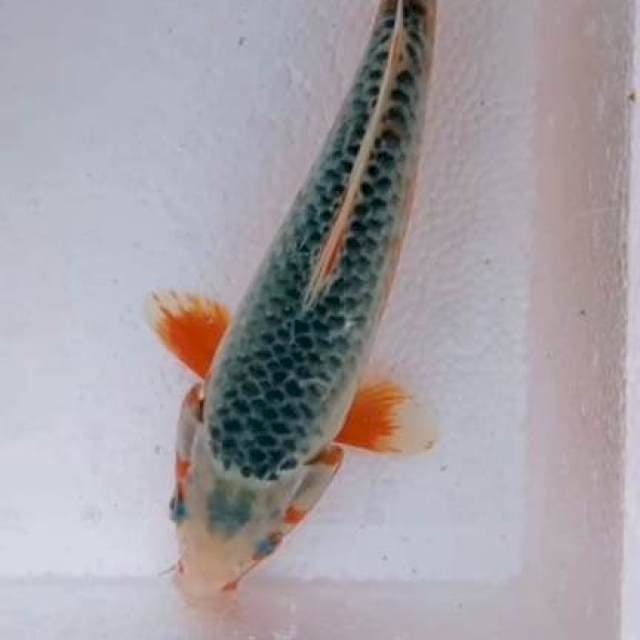 Asahi:27cm
