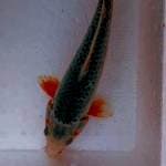 Asahi:27cm