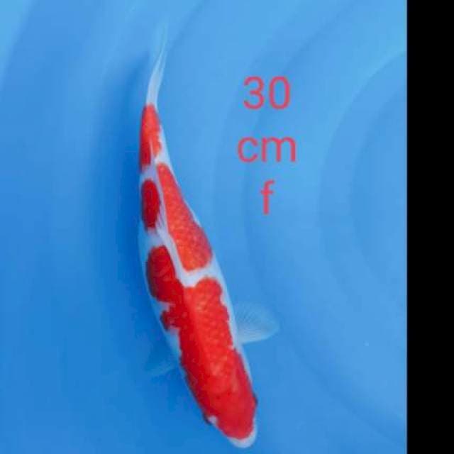 Kohaku setrong 30cm