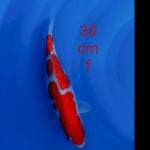 Kohaku setrong 30cm