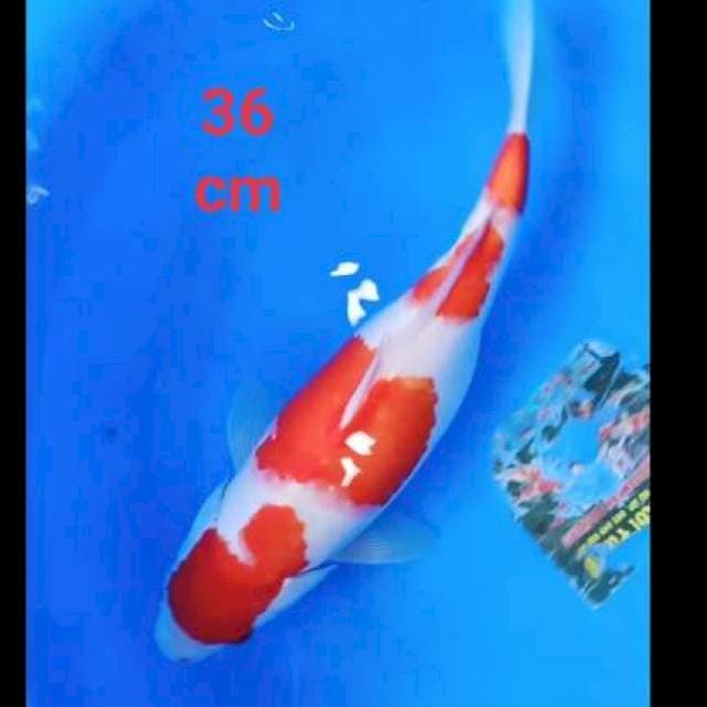 Kohaku 36cm