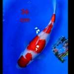 Kohaku 36cm