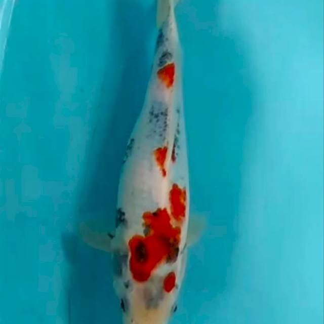 02# kindai showa tategoi 31cm