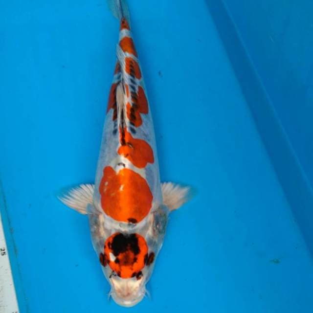 MARUTEN KIKOKURYU