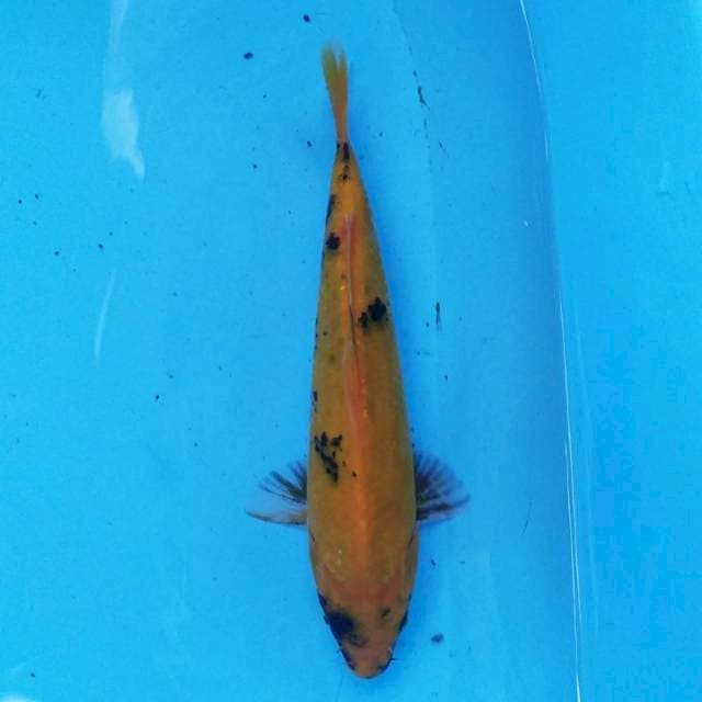 Utsuri 20 cm