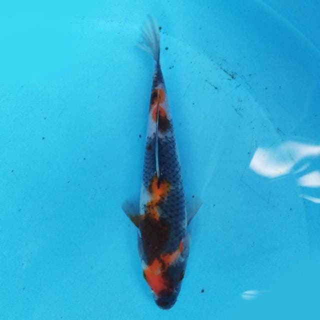 Showa 19 cm