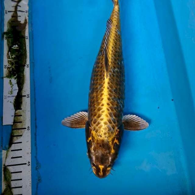 ANTIKAN 33 cm