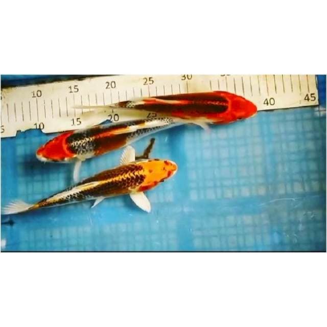 02# 3e kujaku 22_23cm