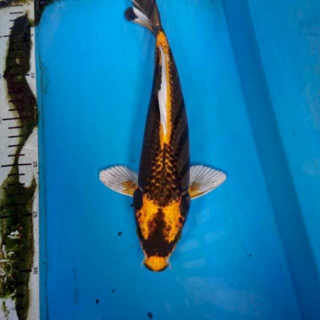 KABUTO 31 cm