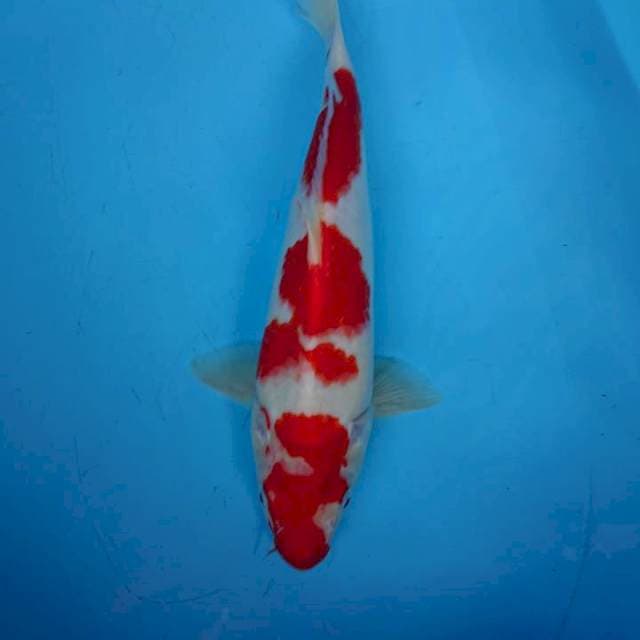 SRONG KOHAKU 35 cm