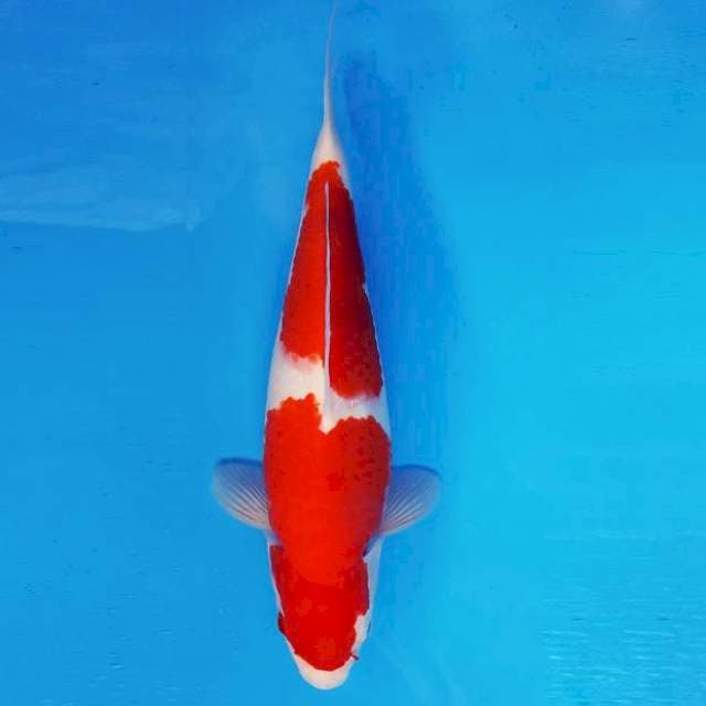 RONIN 4 - KOHAKU ®