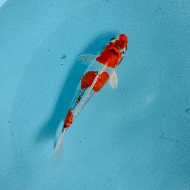 Kiko