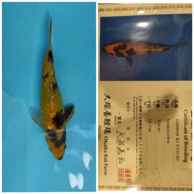 Otsuka Ki Utsuri ginrin