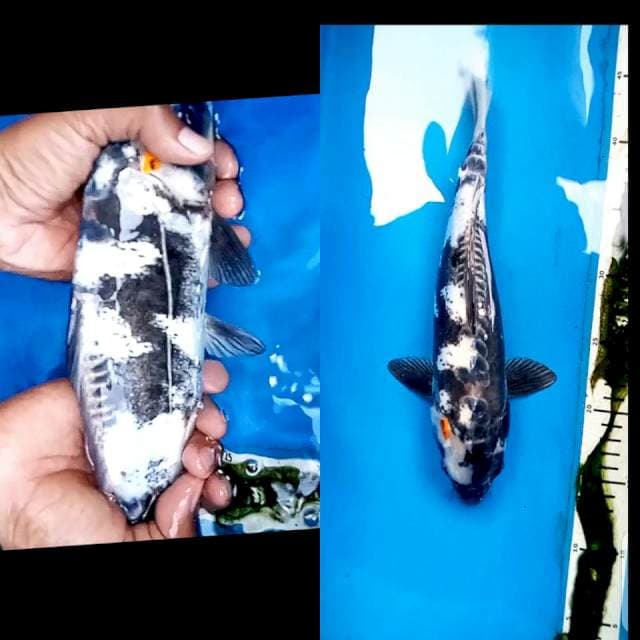 Utsuri Doitsu Lafadz Alloh (tinggal Cutt dikit)
