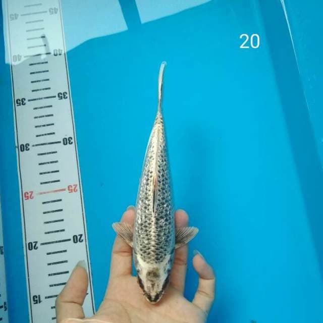 Baby Mukasi