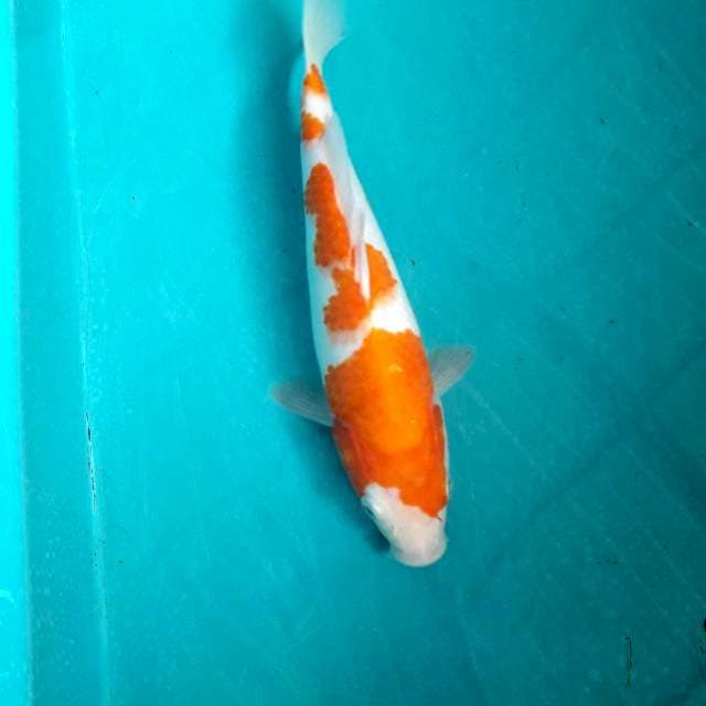 Kojaku 24cm