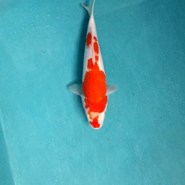 Kohaku 21