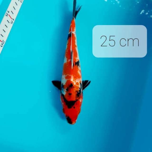 Sh 25 cm