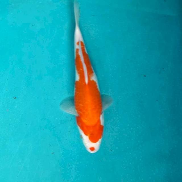 Kucibeni kohaku 22
