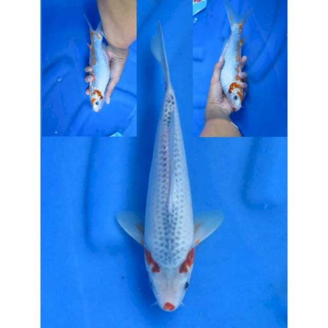 Asagi - 25cm Male