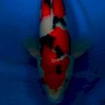 Sanke 48cm male strong
