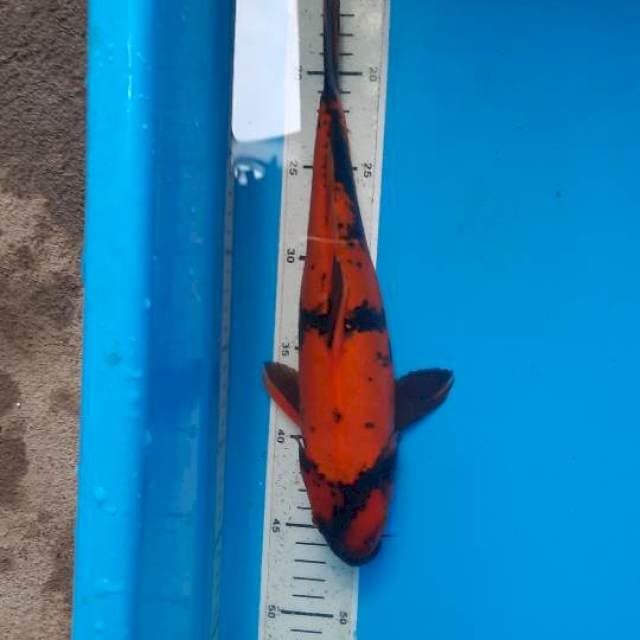 Utsuri doit 32cm