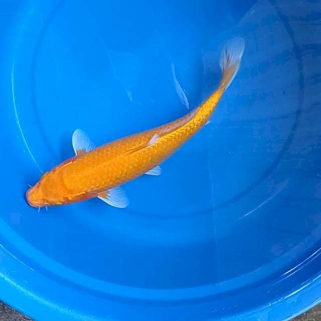 Ogon 33Cm